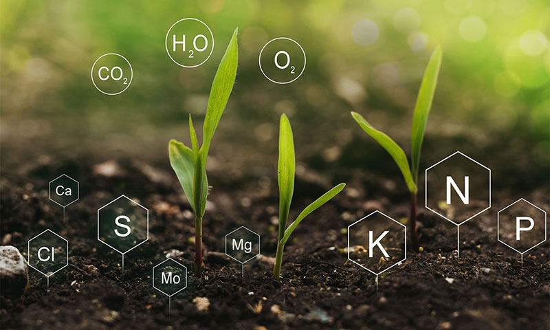 Groupe de travail PKMg - phosphore potassium et magnésium