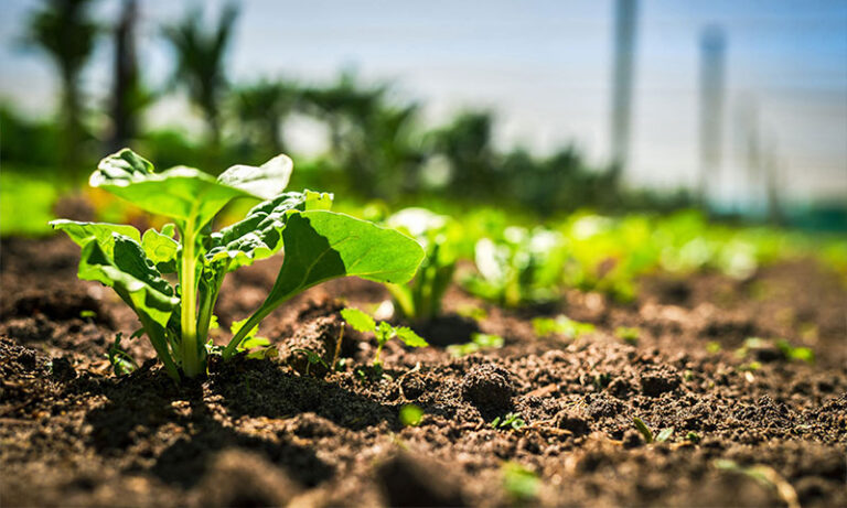 fertilisation optimale
